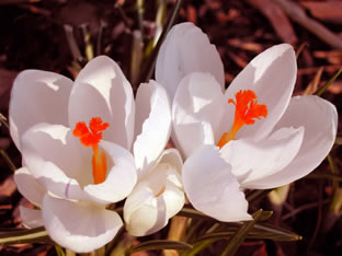 Crocus 307